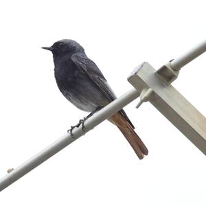 Black Redstart