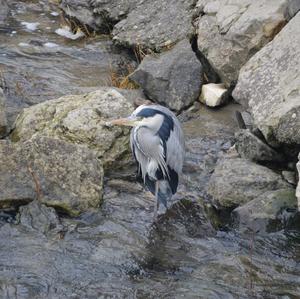 Grey Heron