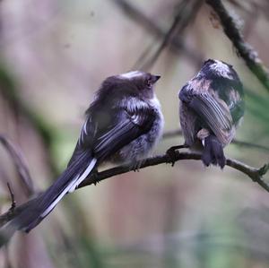 Long-tailed Tit