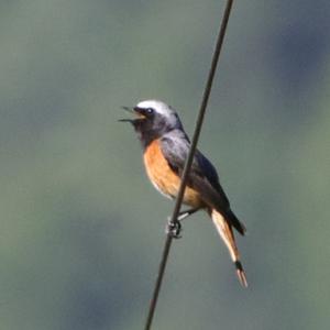 Common Redstart