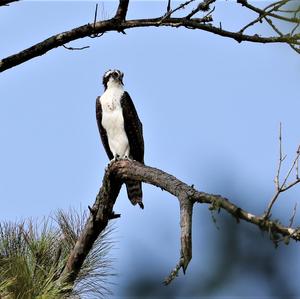 Osprey