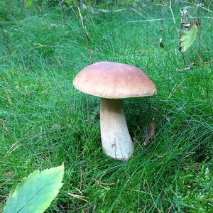 Summer Bolete