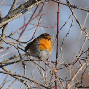 European Robin