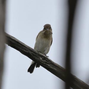 European Pied Flycatcher