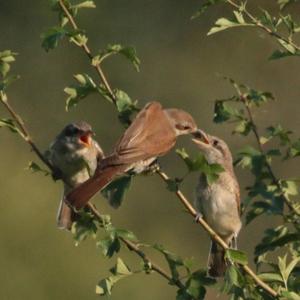 Red-backed Shrike