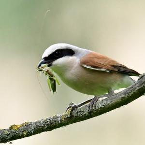 Red-backed Shrike