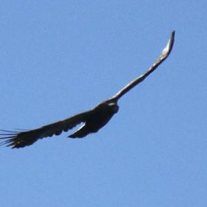 Golden Eagle