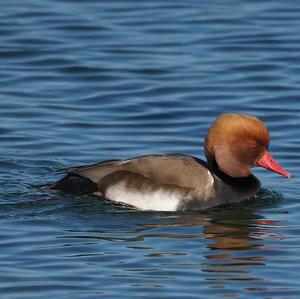 Red-crested Pochard