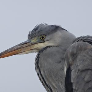 Grey Heron