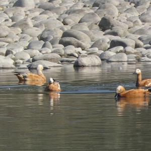 Ruddy Shelduck