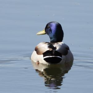 Mallard