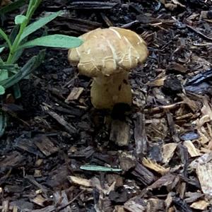 Wine-cap Stropharia