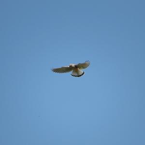 Common Kestrel