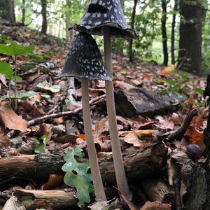 Magpie Ink-cap