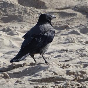 Hooded Crow