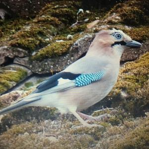 Eurasian Jay