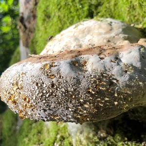 Tinder Polypore