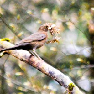 Eurasian Blackbird