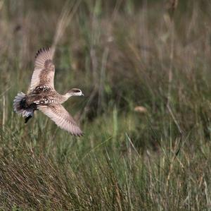 Marbled Teal