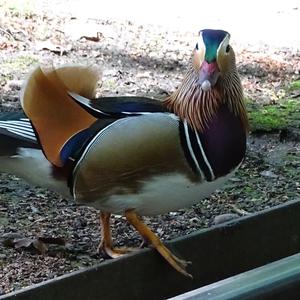 Mandarin Duck