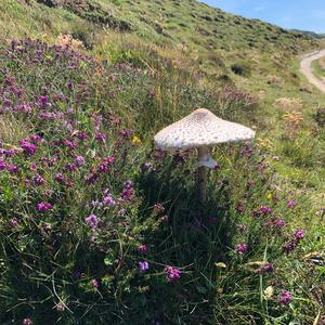 Parasol Mushroom