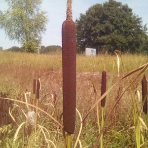 Narrow-leaved Cattail