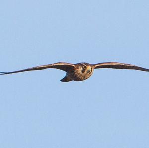 Peregrine Falcon