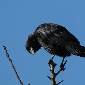 Carrion Crow