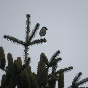 Great Tit