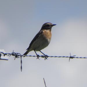 Whinchat