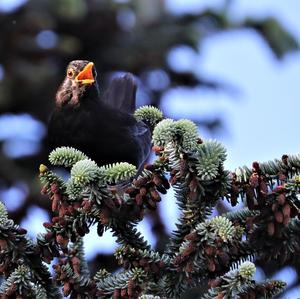 Eurasian Blackbird