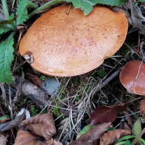 Dotted-stalk Bolete