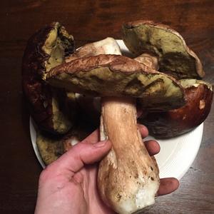 King Bolete