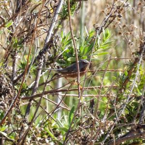 Dartford Warbler