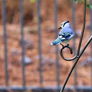 Blue Jay