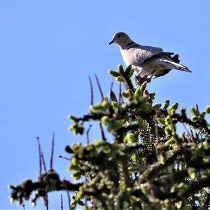 Eurasian Collared-dove