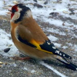 European Goldfinch