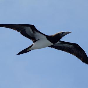 Brown Booby