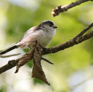 Long-tailed Tit