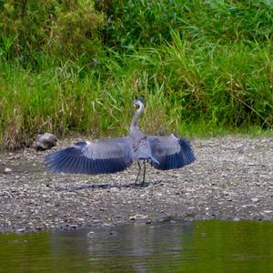 Great Blue Heron