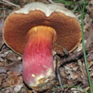 Satan`s Bolete