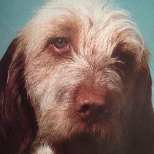 Unknown Breed