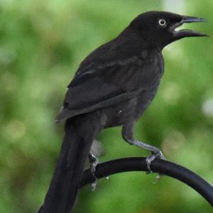 Rusty Blackbird