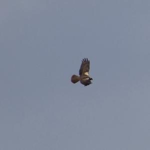 Western Marsh-harrier