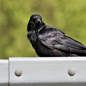 Carrion Crow