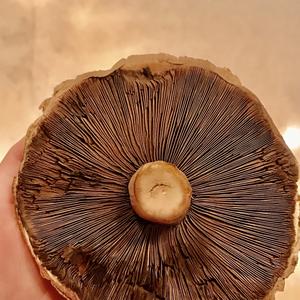 Cultivated Mushroom