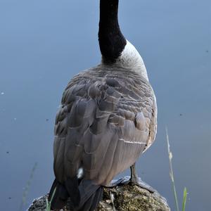 Canada Goose