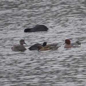 Eurasian Wigeon