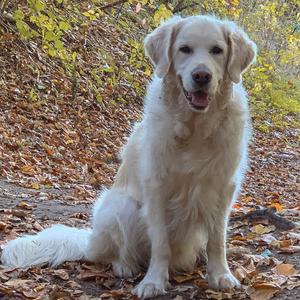 Retriever (Golden)