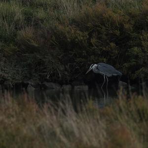 Grey Heron